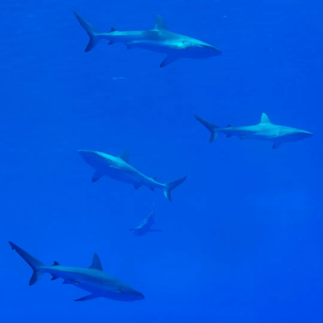 Murky water, changing light, and how sharks “see” you (Image Credits: Unsplash)