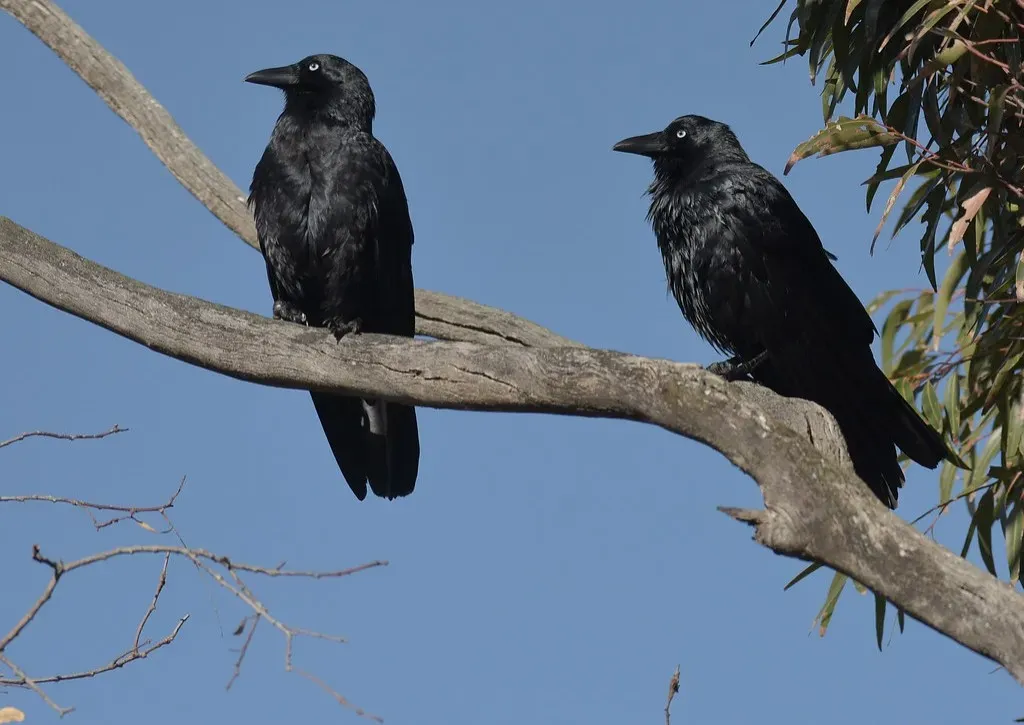 The Science Behind Raven Pairs: Mates, Allies, And Social Intelligence (Image Credits: Flickr)