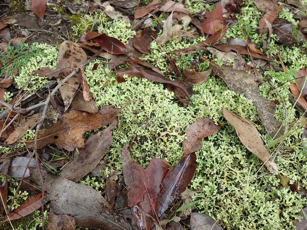 Pioneer Species That Turn Desolation Into Habitat (Macleay Grass Man, Flickr, CC BY 2.0)