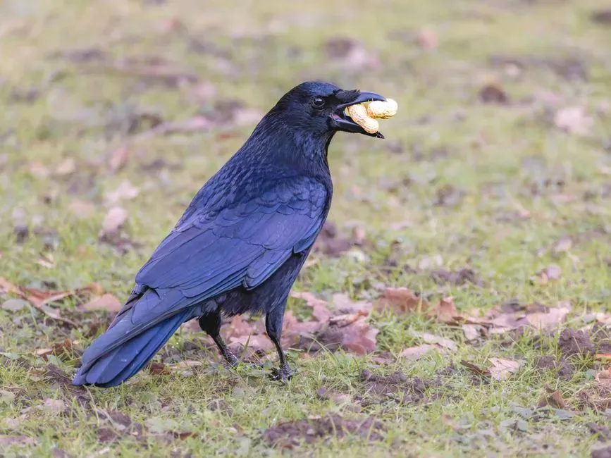 Feeding Crows Responsibly in Light of Their Intelligence (Image Credits: Pexels)