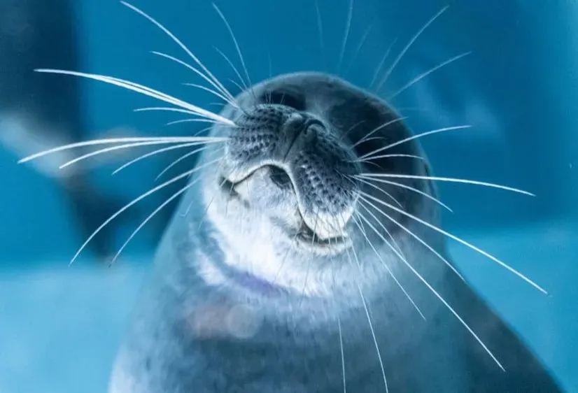 7. Seal Whiskers and Tough Patches of Hide (Image Credits: Pexels)