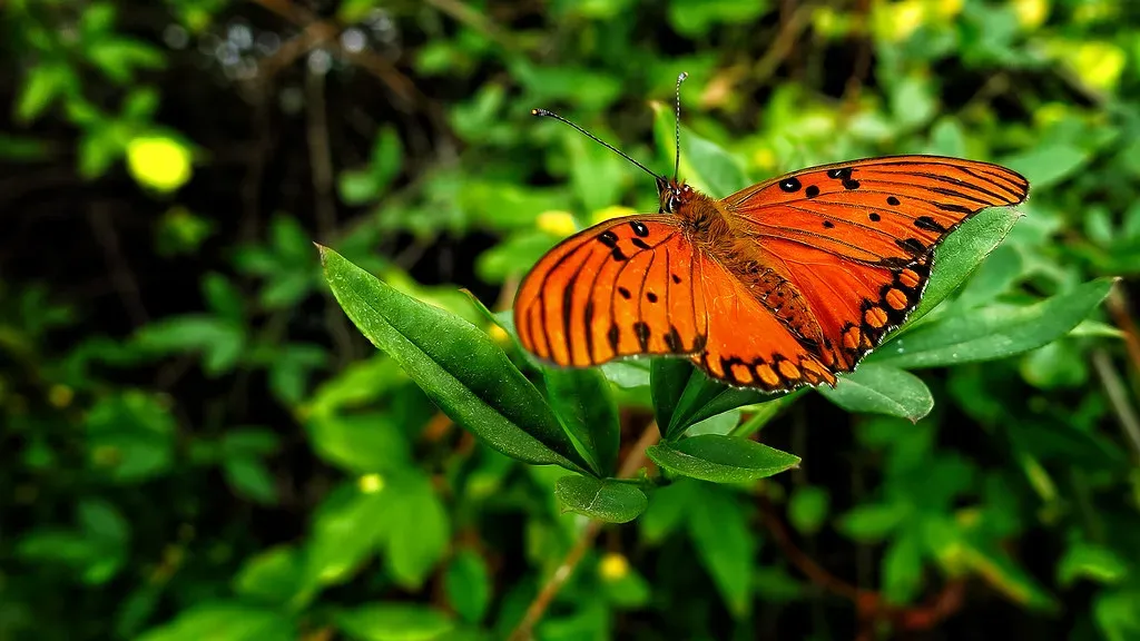 The Original Butterfly Effect: Chaos Before Quantum (Tanozzo, Flickr, CC BY 2.0)