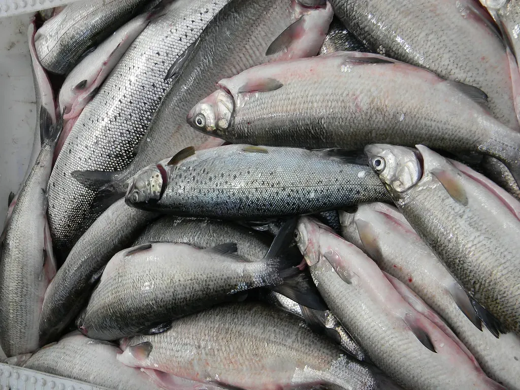 The New Science of Fish Pain: More Than Just Reflexes (MLundback, Flickr, CC BY 2.0)