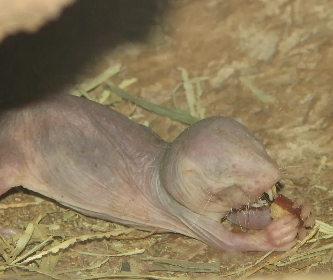6. The Naked Mole Rat: Immune to Cancer and Practically Defying Age (By Ltshears - Trisha M Shears, Public domain)
