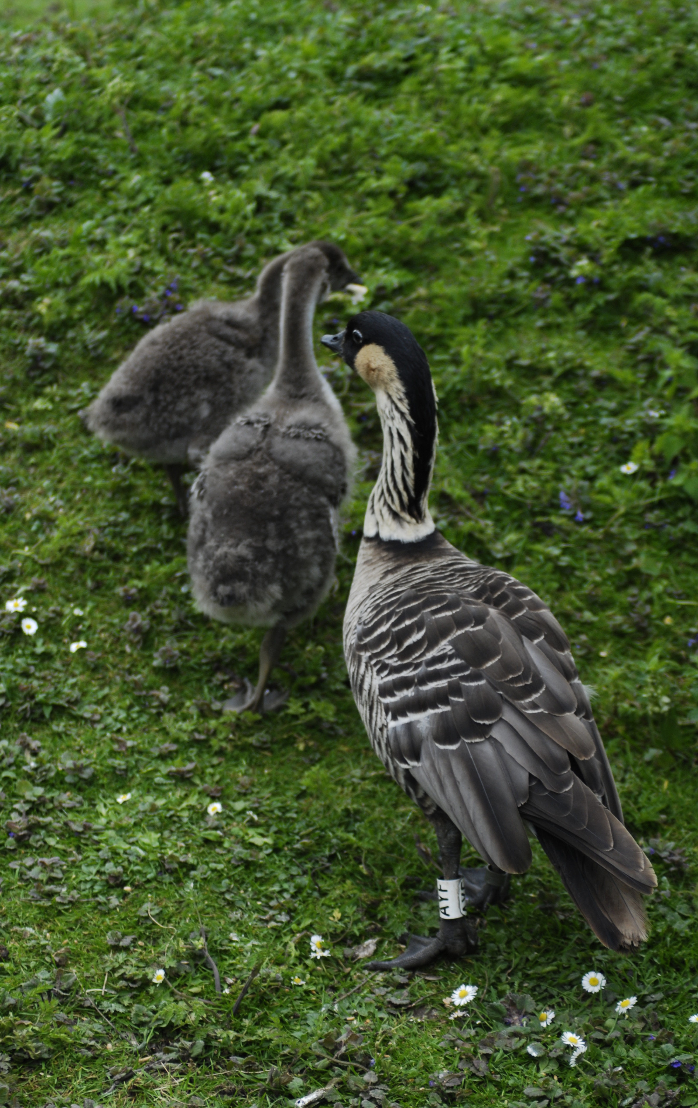Hawai‘i’s Island Blueprint: The Nēnē (Image Credits: Wikimedia)