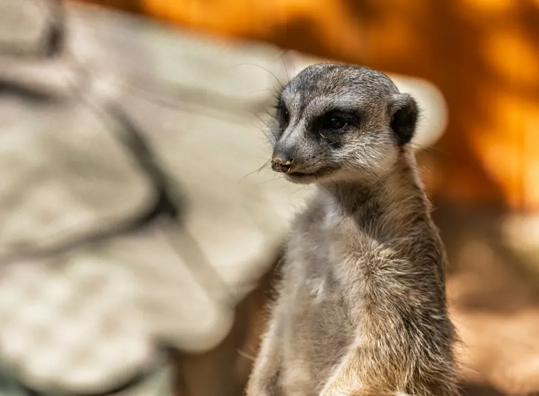 Conclusion: A Planet Full of Specialists (Image Credits: Unsplash)