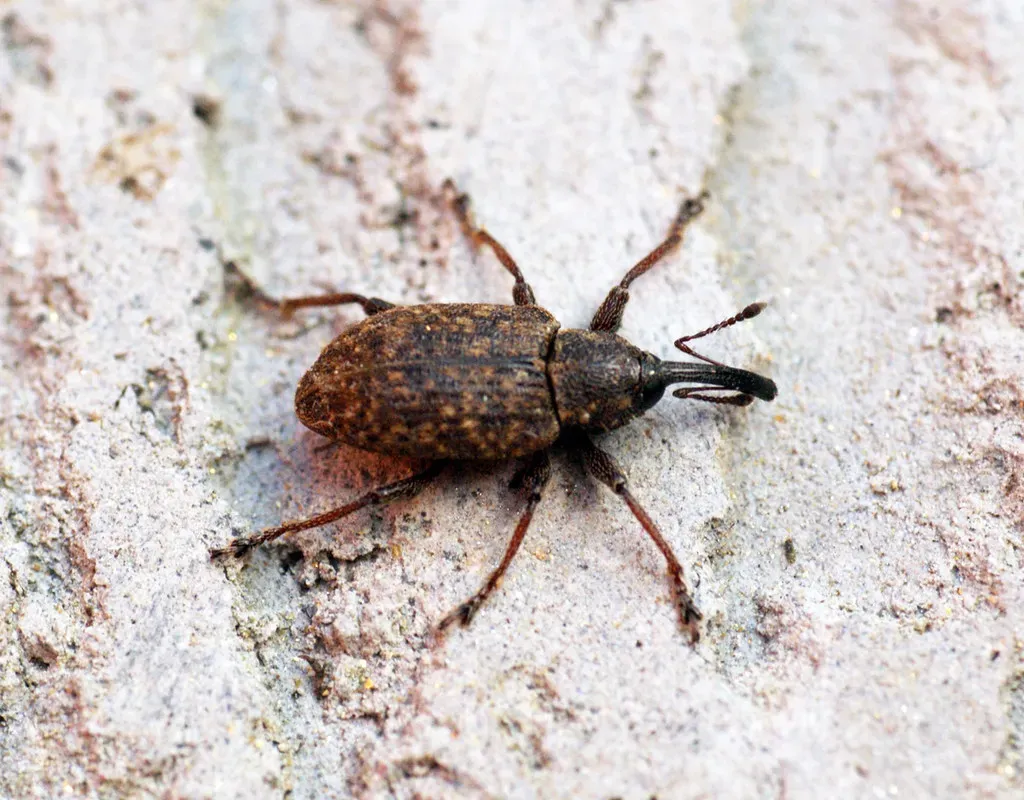 Consciousness in the Unlikeliest Places: Insects and Invertebrates (Bennyboymothman, Flickr, CC BY 2.0)