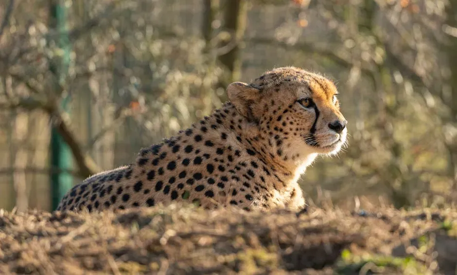 Big Cats and Bone: Understanding Healing and Regeneration (Image Credits: Pexels)