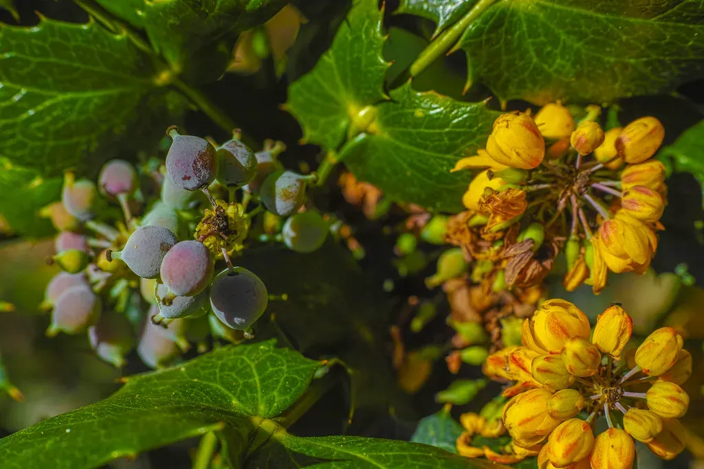 Modern Drug Development Has Blind Spots That Plants Slip Through (Image Credits: Flickr)