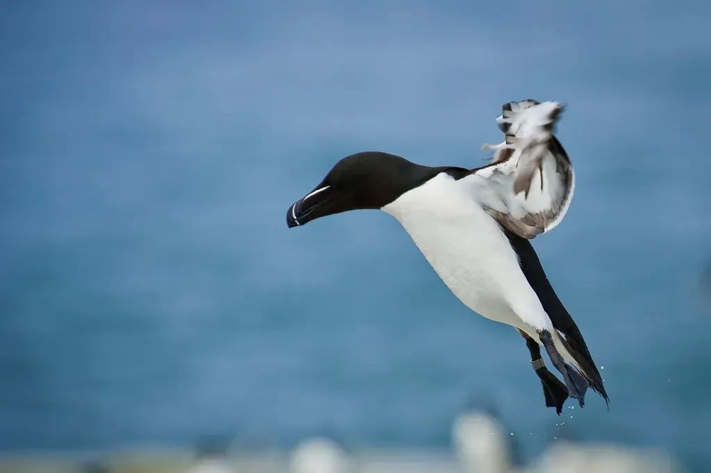 2. Guillemots and Razorbills: The “Jump First, Fly Later” Strategy (Image Credits: Rawpixel)