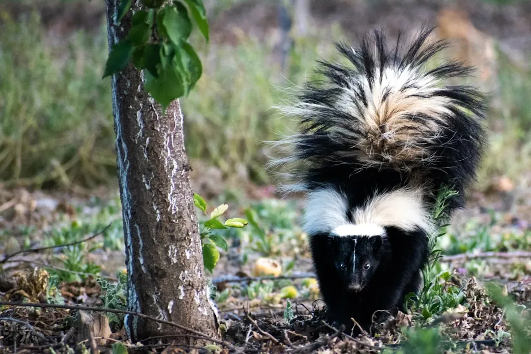 1. Skunks Are Not Weasels, But They Used To Be (Image Credits: Unsplash)
