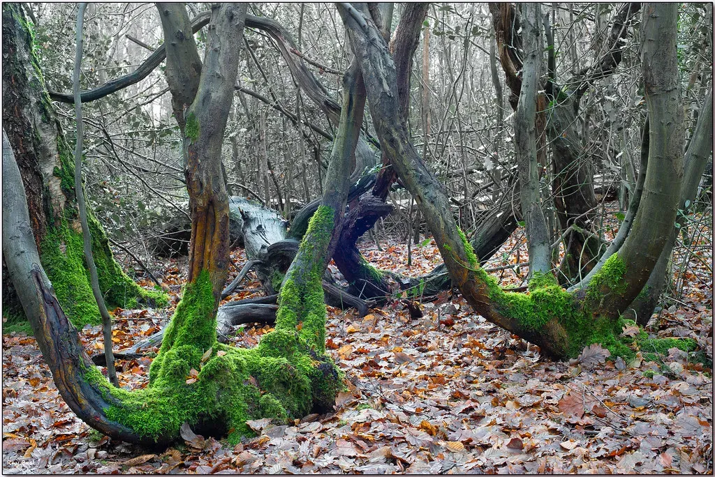What These Trees Reveal About Our Future (Image Credits: Flickr)