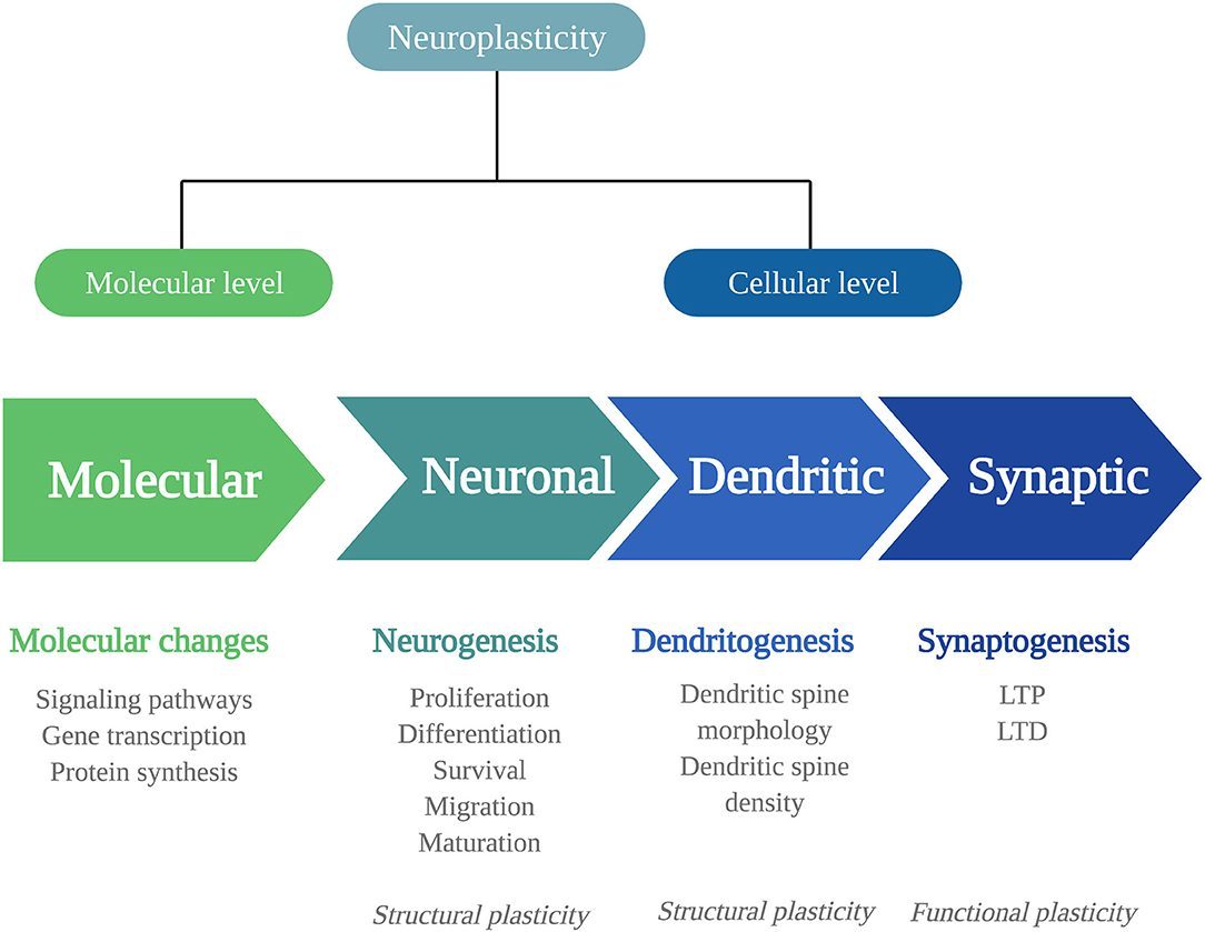 Neuroplasticity Happens at Any Age (Image Credits: Wikimedia)