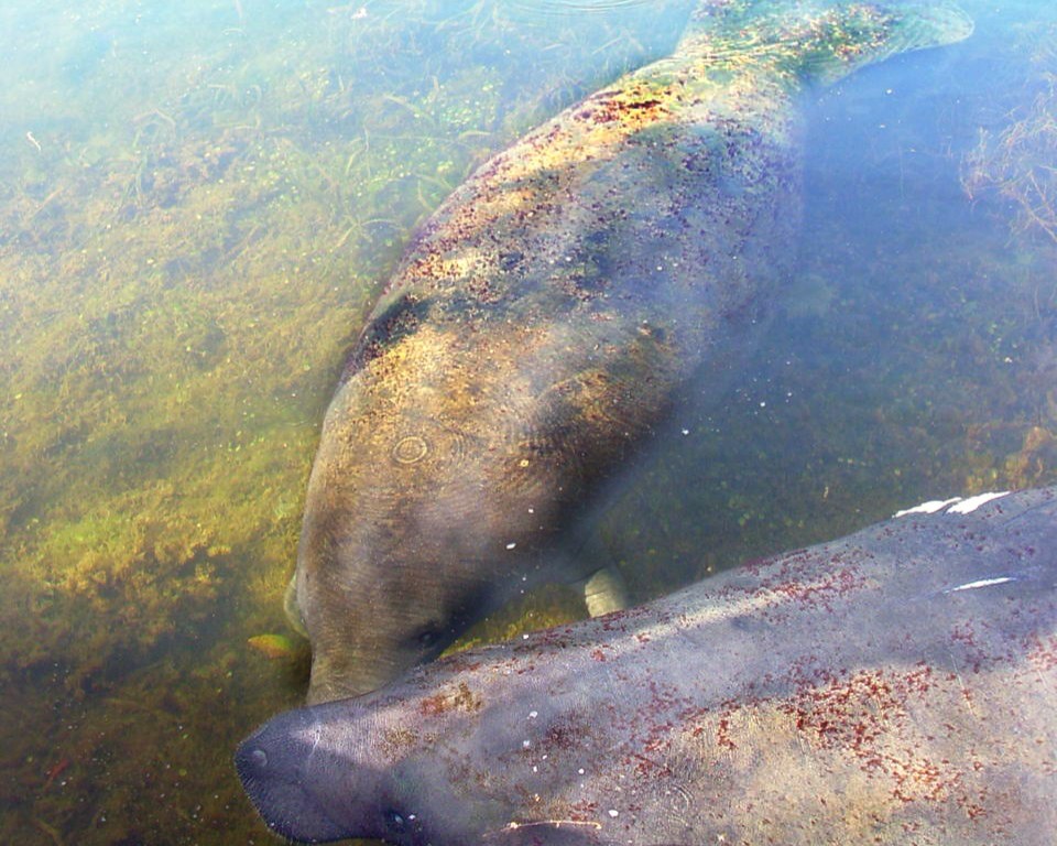 Biscayne Bay, Miami, Florida (Image Credits: Wikimedia)