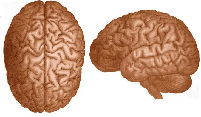 3. The Default Mode Network Isn't Just a Daydreaming Switch (This file is modified from a scan of p 113 of the book "The Soul of Man", by Paul Carus, Open Court Publishing, 1905.  The book is in the public domain because the author died more than 70 years ago (in 1919)., Public domain)