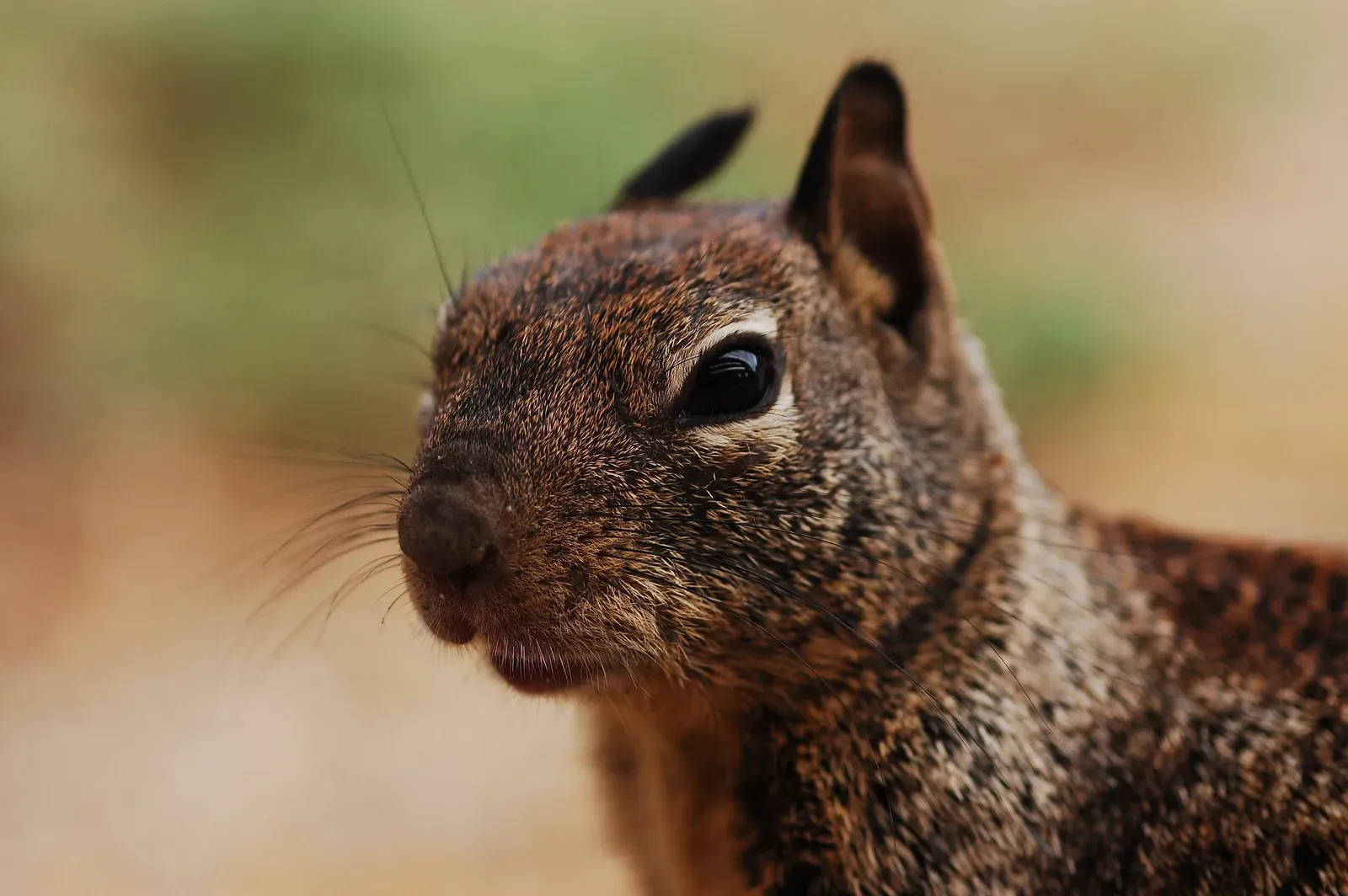 What Squirrels Actually Sense Better Than You (close up, CC BY 2.0)