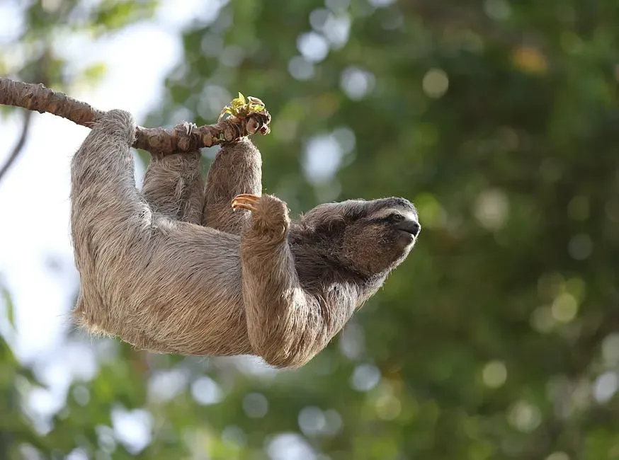 Two Types, Six Species: Understanding the Sloth Family Tree (Image Credits: Pexels)
