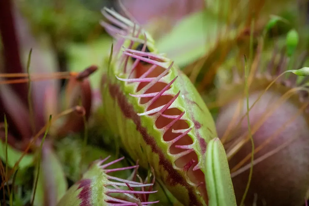 1. Venus Flytrap: The Plant That Counts Before It Kills (Image Credits: Unsplash)