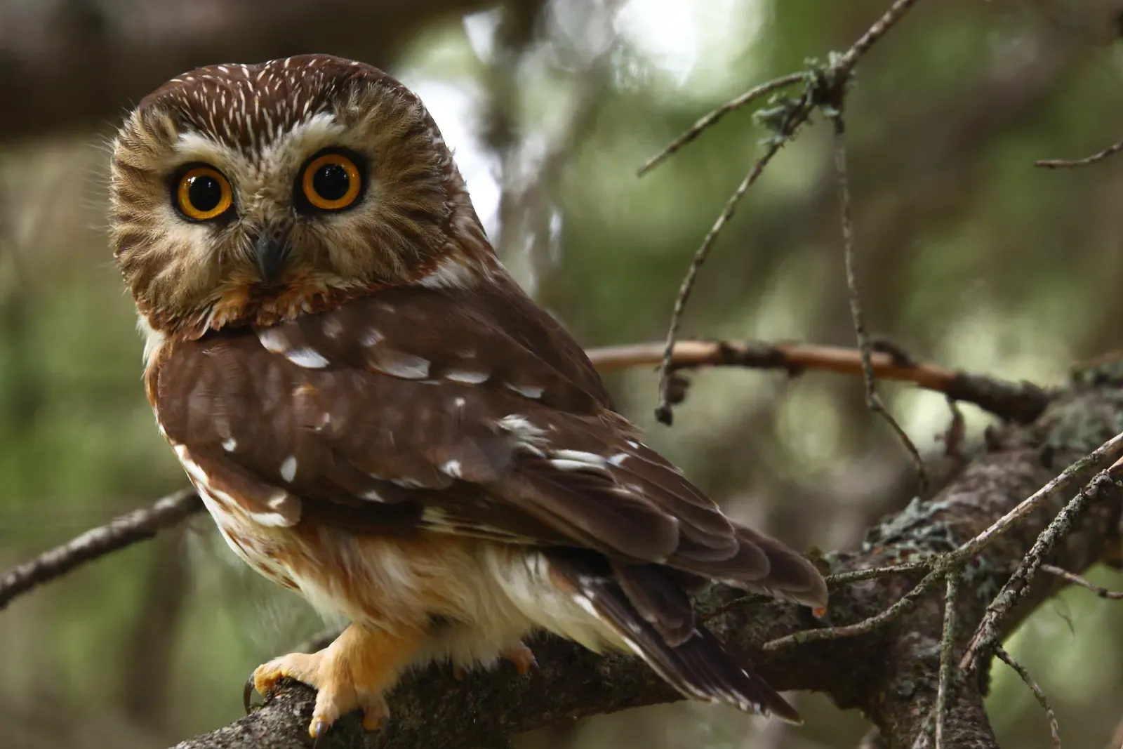 7. Burrell’s Ford Road (Forest Road 708), South Carolina (Male Northern Saw-whet Owl, CC BY-SA 2.0)