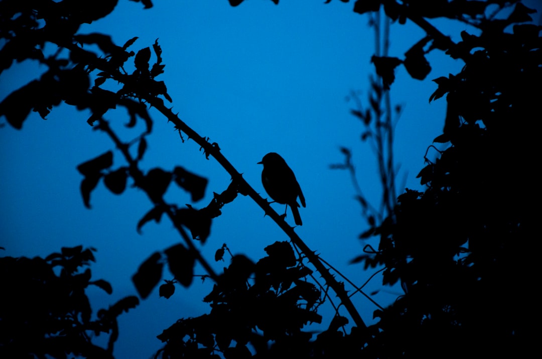 Dawn Choruses and Lunar Light (Image Credits: Unsplash)
