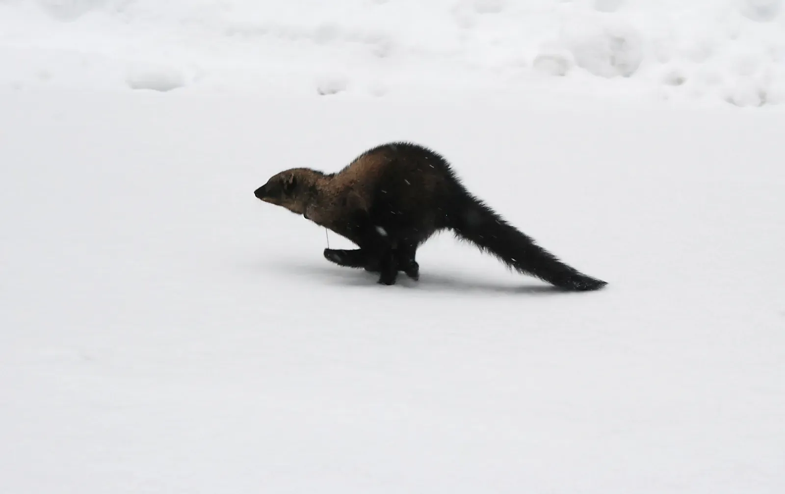 2. Bold Reintroduction Programs in Washington Brought Fishers Back on Purpose (animal_mammal_fisher_Female_winter_Sol Duc _NPS_Photo_12-21-08, Public domain)
