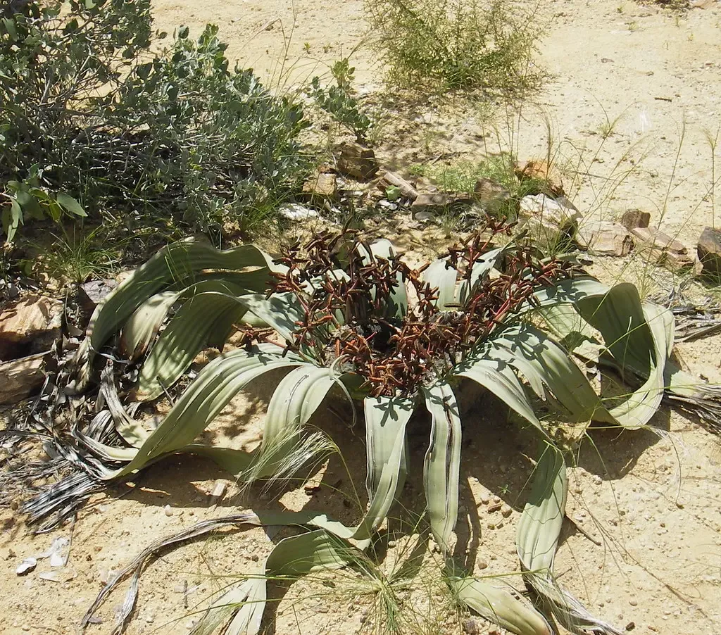 4. Welwitschia Mirabilis - The Desert Ancient That Refuses to Die (Image Credits: Flickr)