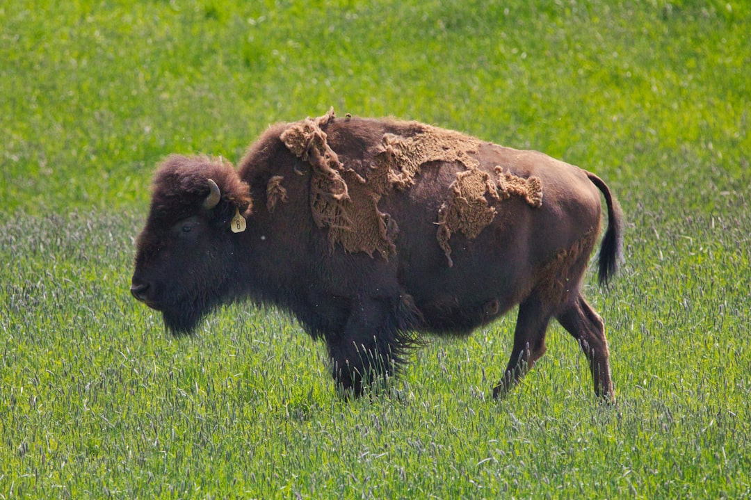 July - American Bison (Image Credits: Unsplash)
