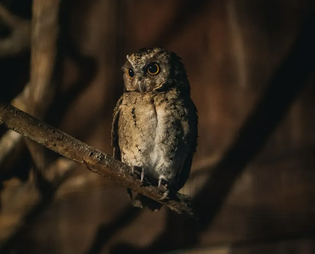 Conclusion: Turning Eerie Night Sounds Into Familiar Voices (Image Credits: Unsplash)