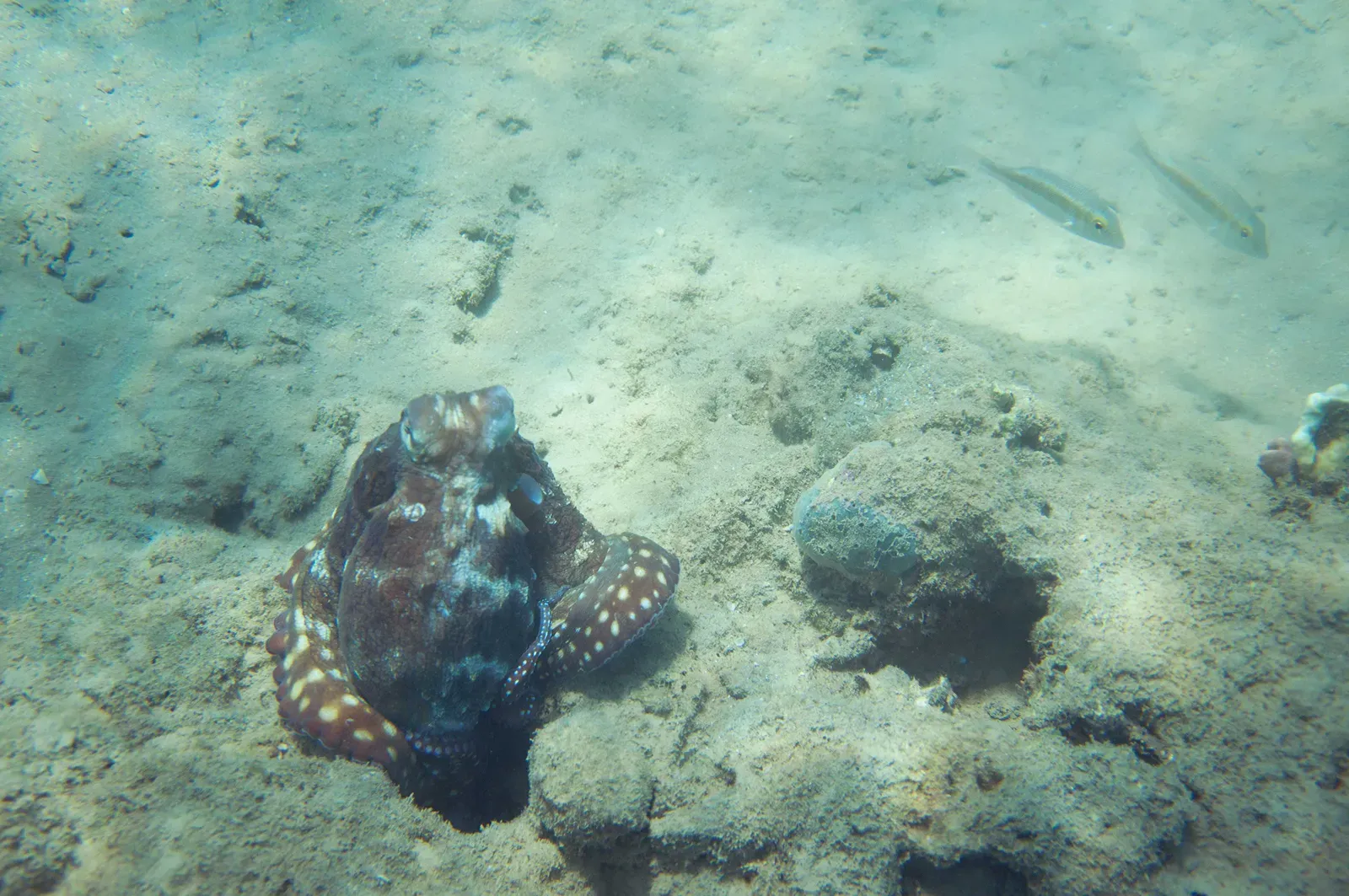 Skin Signals and Color Waves: Cephalopods and Other Masters of Dynamic Displays (Image Credits: Wikimedia)