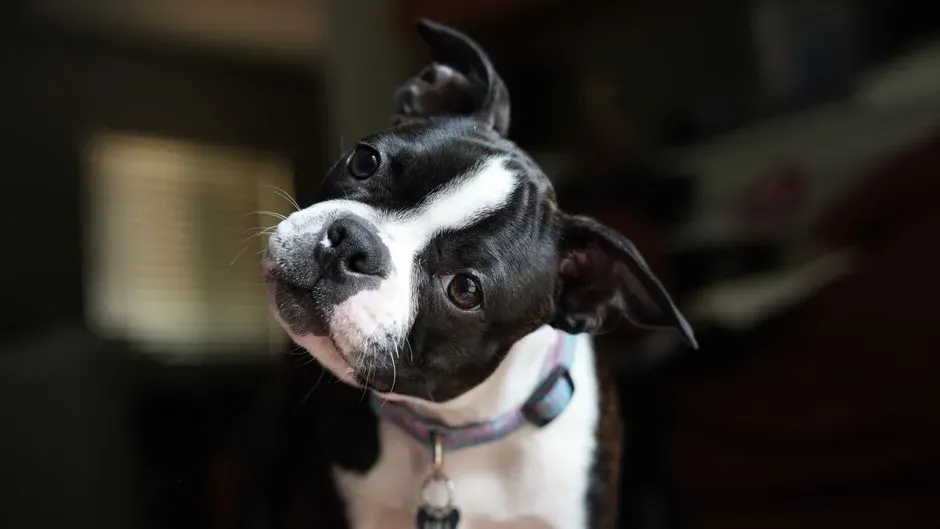 Your Dog Might Be Fine-Tuning How They Hear Your Voice (Image Credits: Pexels)