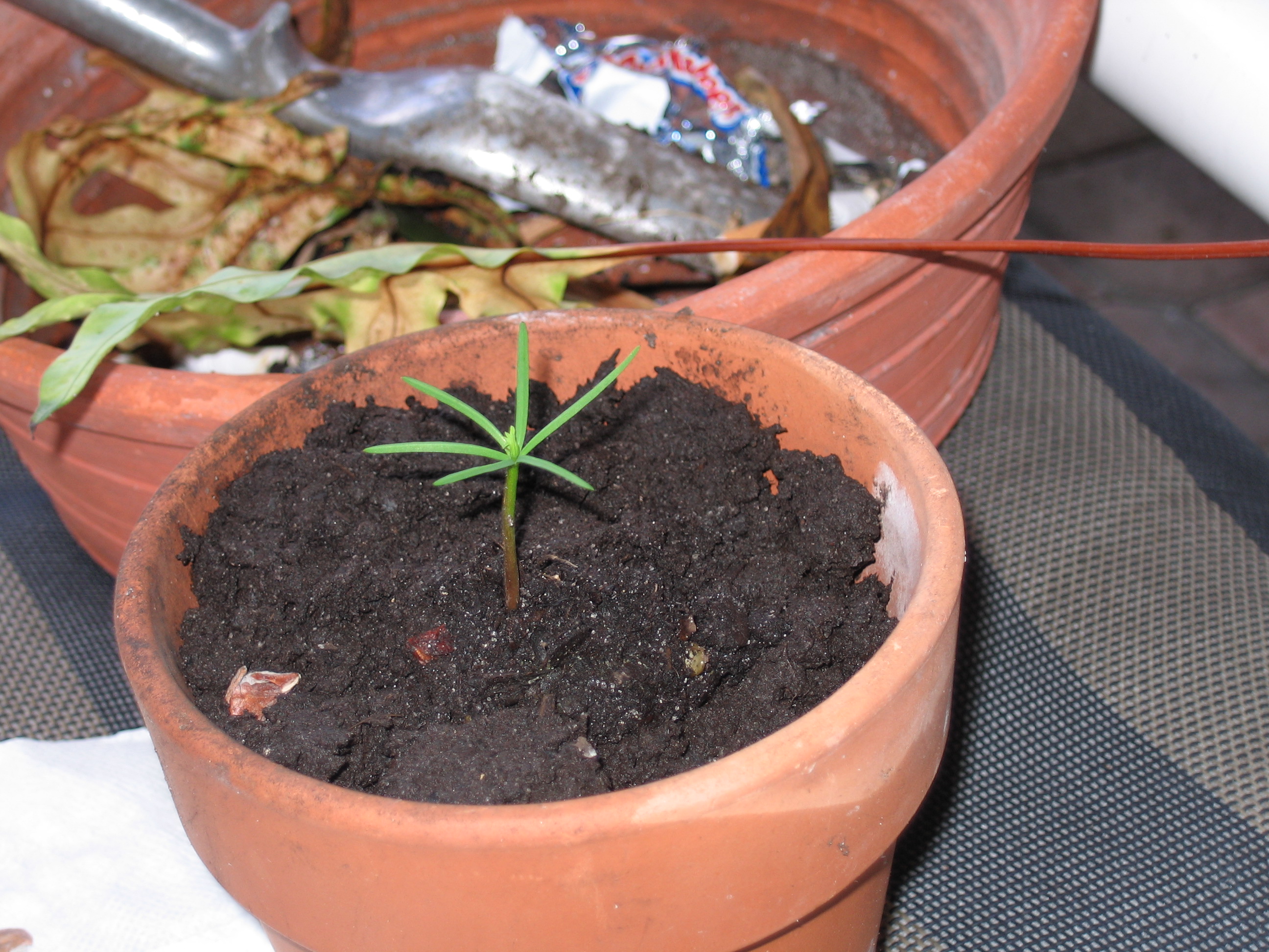 Planting Against the Tide (Image Credits: Wikimedia)