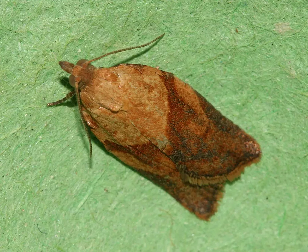 Cancer – The Moth Drawn to the Glow (Danny Chapman, Flickr, CC BY 2.0)