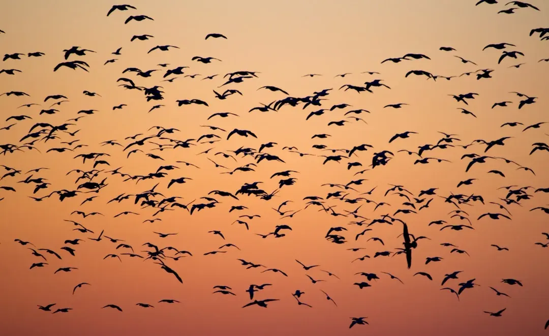 The Vanishing Birds: Where Do Billions of Migrants Really Go? (Image Credits: Unsplash)
