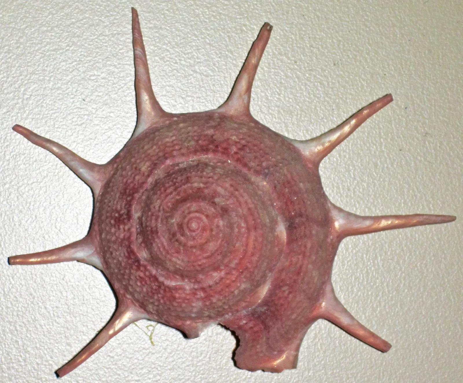 The Deep Ocean as a Pharmacy and a Promise (Image Credits: Wikimedia)