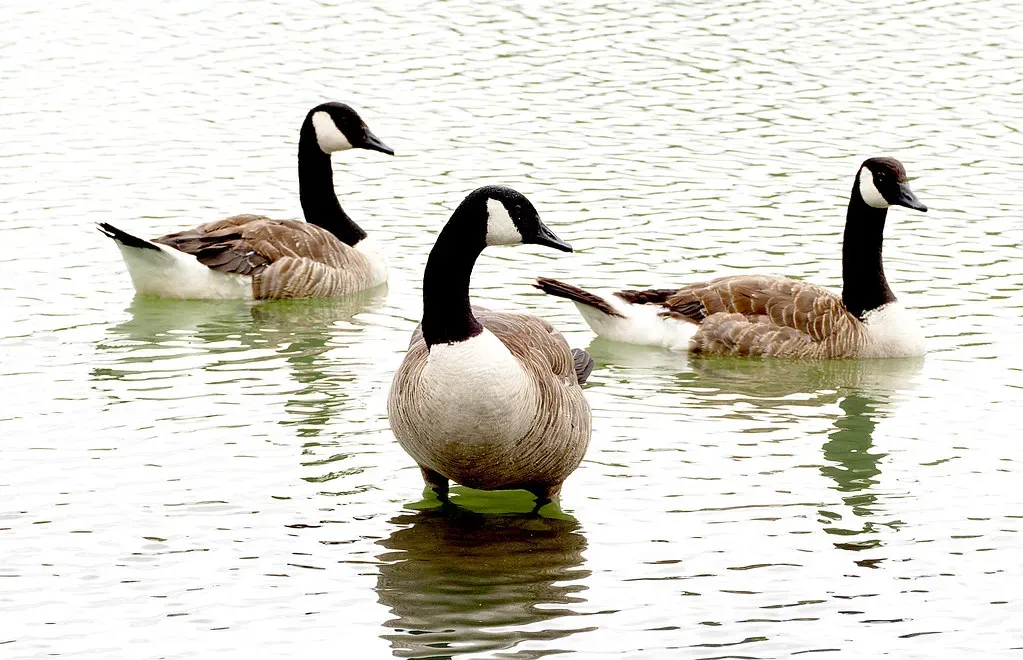 11. They Pass Knowledge Between Generations (Image Credits: Flickr)