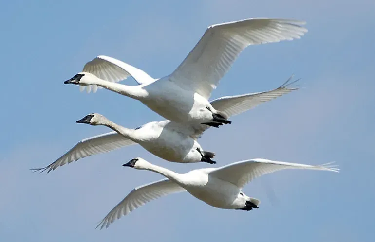 The Strange Sense of Earth’s Magnetic Field (Image Credits: Wikimedia)