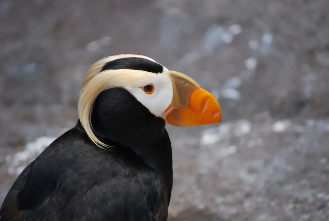 9. The Tufted Puffin - The Sea's Most Theatrical Seabird (Image Credits: Unsplash)