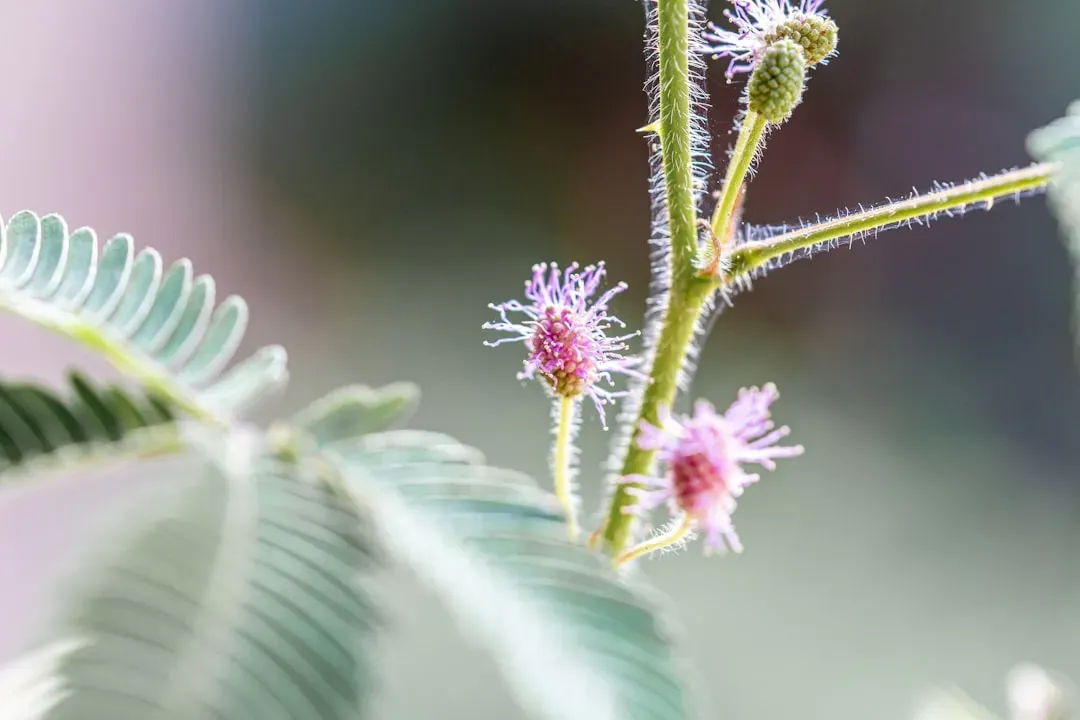 Mimosa Pudica – The Shy Plant That Flinches When You Touch It (Image Credits: Unsplash)