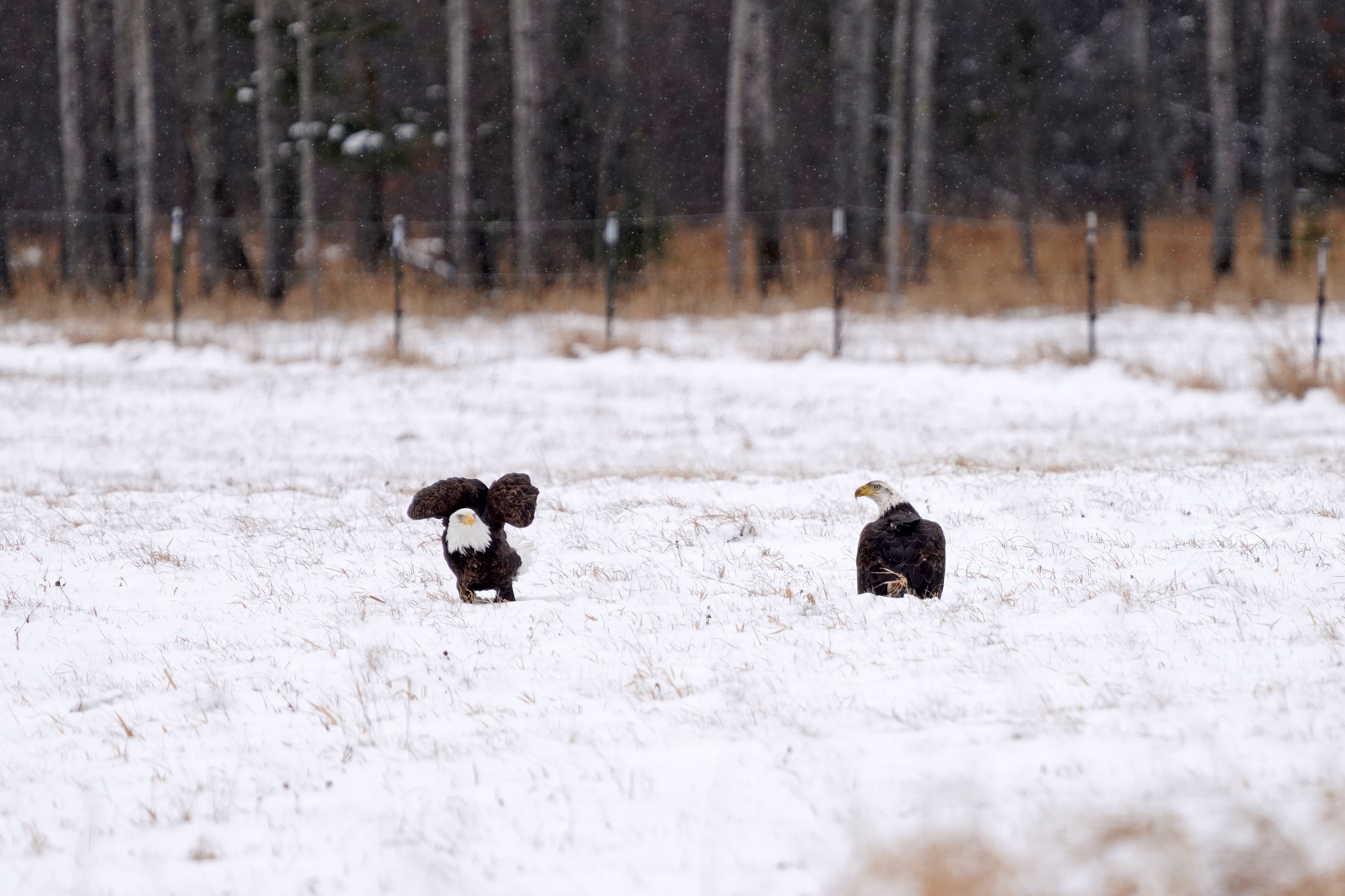 Minnesota's Staggering 9,800 Breeding Pairs (Image Credits: Wikimedia)