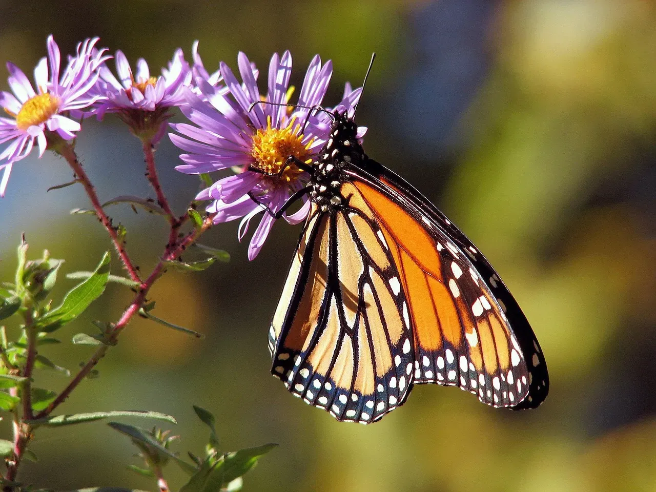 4. Monarch Butterfly – Migrating Measure of Landscape Health (Image Credits: Pixabay)