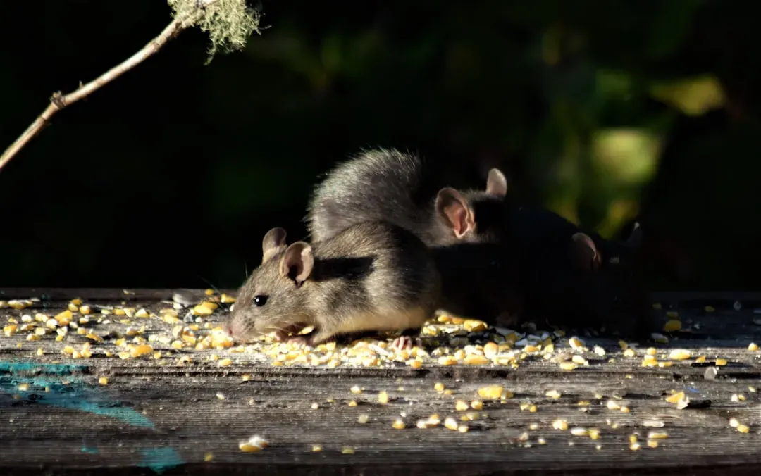 1. When Rats Choose Compassion Over Food (Image Credits: Unsplash)