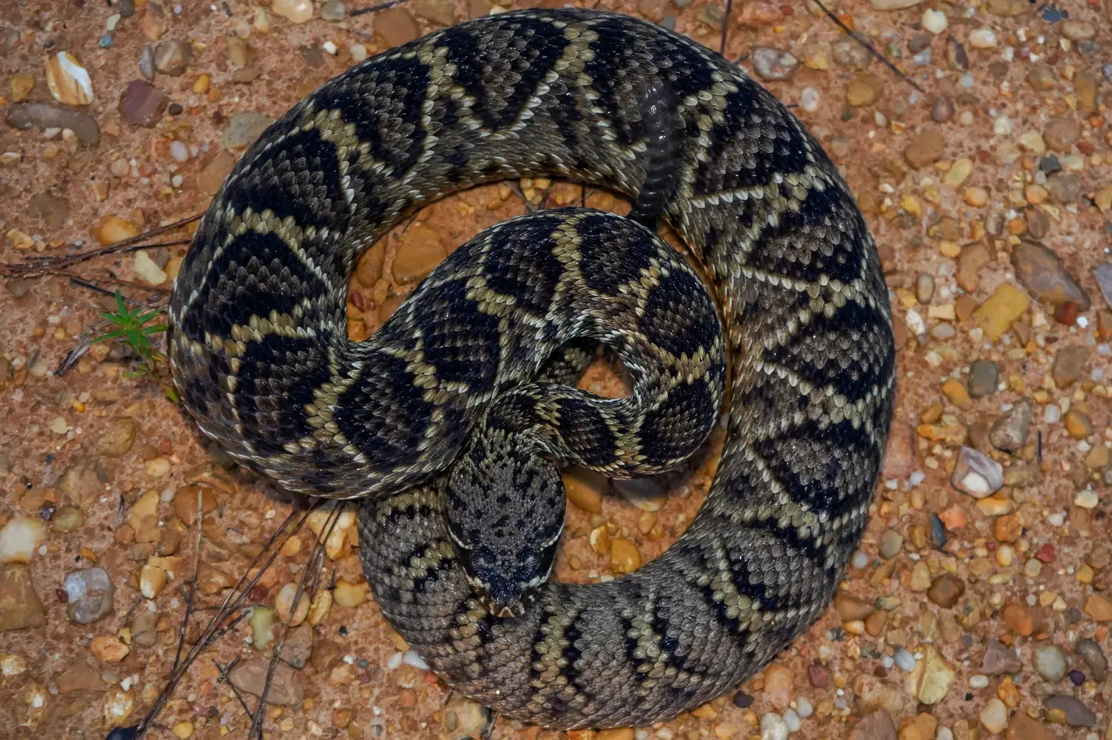 1. Eastern Diamondback Rattlesnake (Crotalus adamanteus) (By evangrimes, CC BY 4.0)
