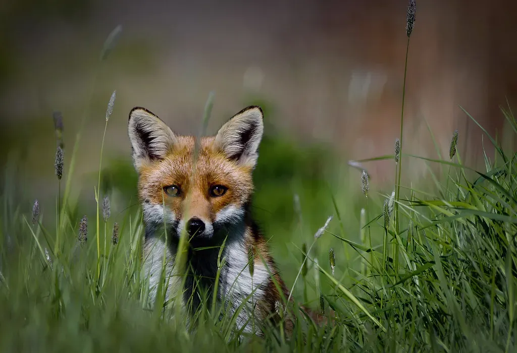 Taurus: The Patient Meadow Fox Who Plays the Long Game (DGwildlife, Flickr, CC BY-SA 2.0)