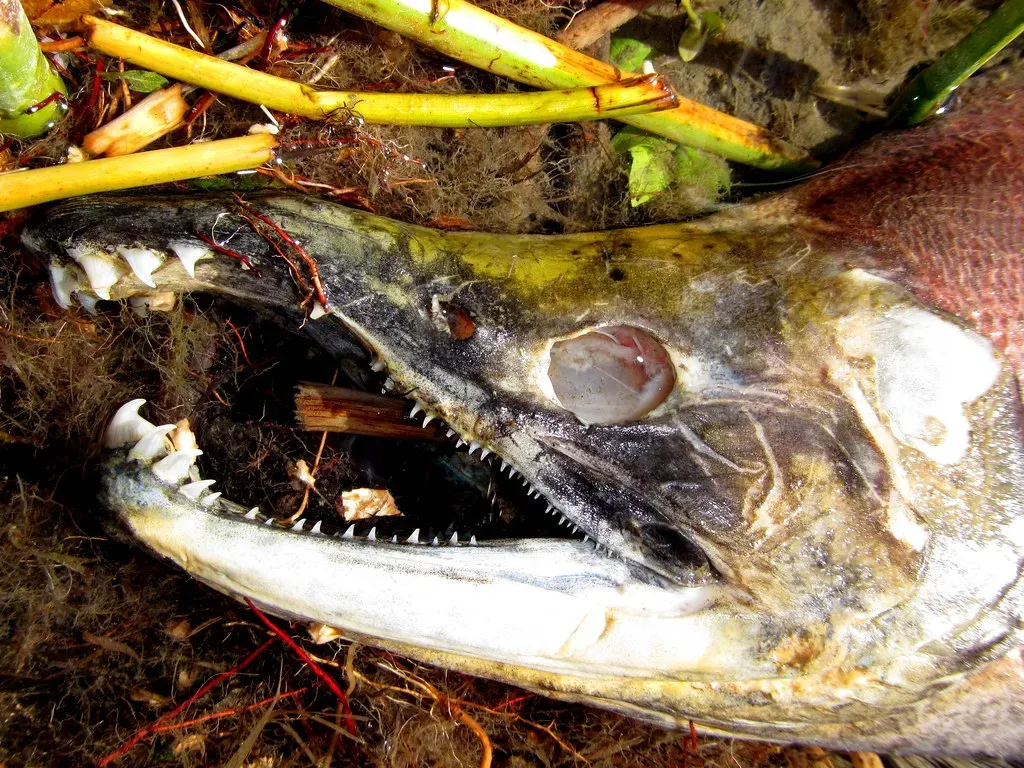 The “Zombie Fish” Rising From the Deep (USFWS Mountain Prairie, Flickr, CC BY 2.0)