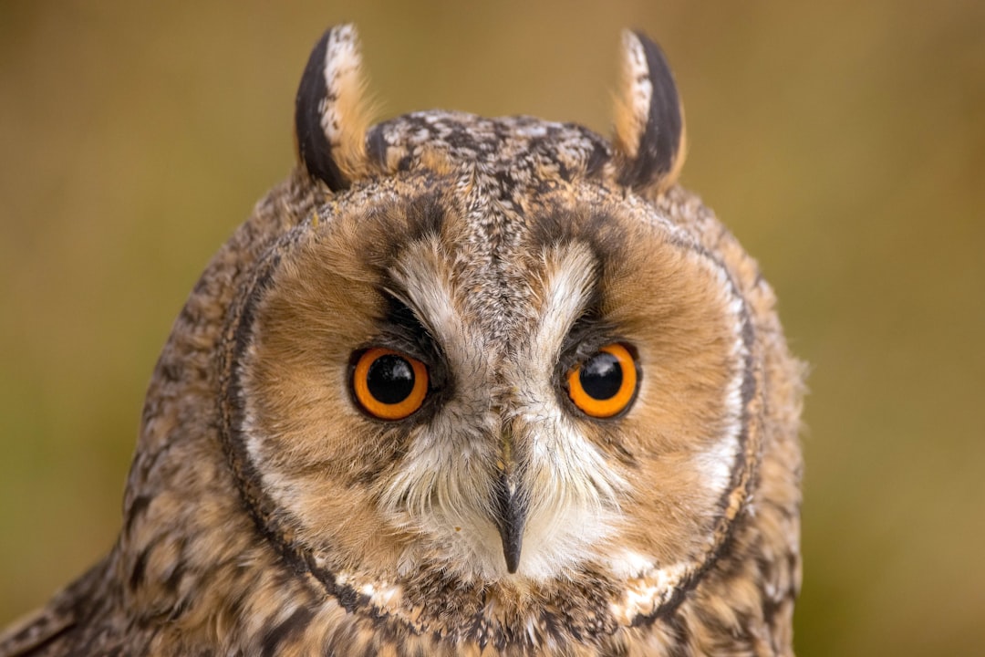 Virgo: The Bee, the Owl, and the Precision of Small Things (Image Credits: Unsplash)