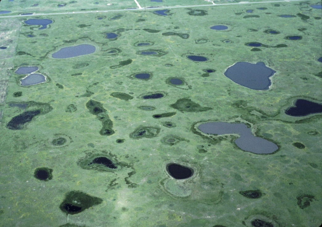 Prairie Pothole Region, Upper Midwest: Bringing Back the Duck Factory (Image Credits: Wikimedia)