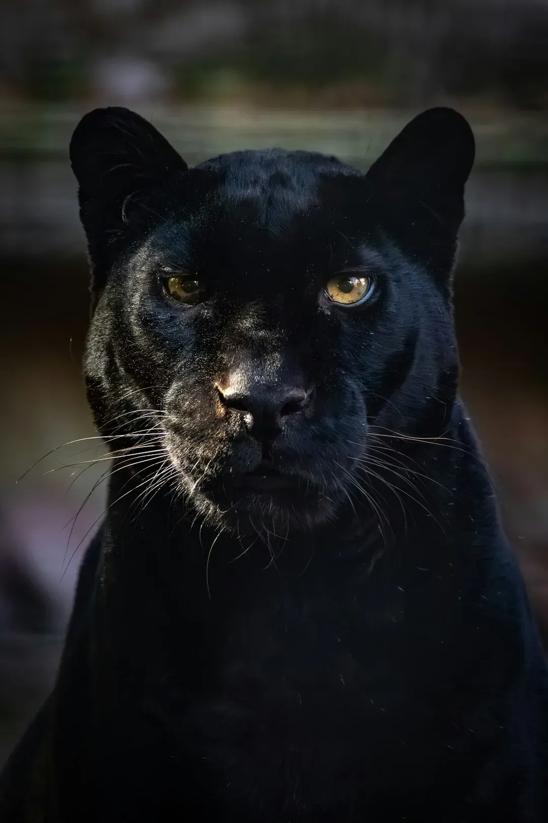 What If Black Panthers Took Over the Night? (Image Credits: Unsplash)