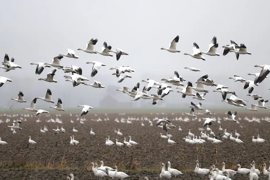 Landmarks, Flyways, and Learned Routes (Image Credits: Pexels)