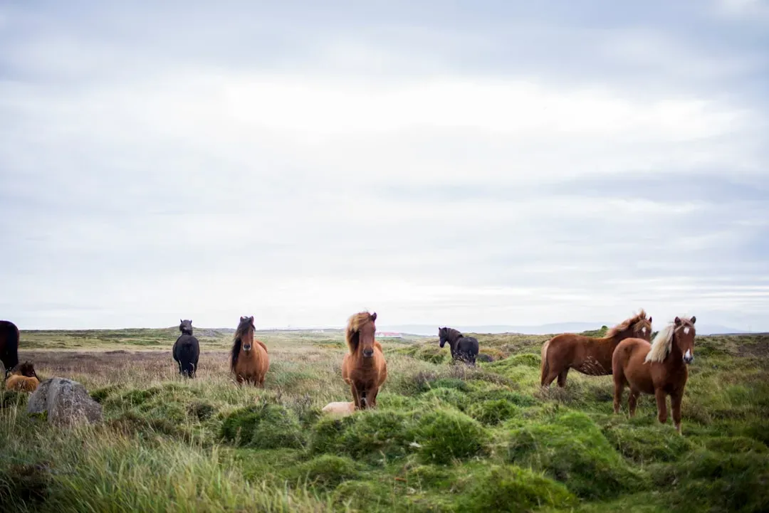 What You Can Actually Do to Help Wild Horses (Image Credits: Unsplash)