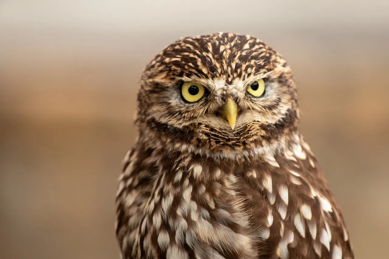 10. Owl – The Silent Specialist (Image Credits: Pixabay)